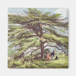 Der der Libanon-Zedern-Baum im Arboretum, Kew Magnet