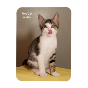 Der Der Tabby-Katzen-Magnet der Dose offene Magnet