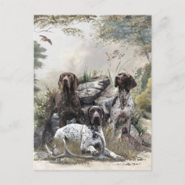 Der deutsche Kurzhaar oder Deutsch Kurzhaar Postkarte