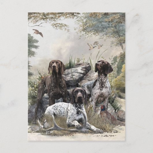 Der deutsche Kurzhaar oder Deutsch Kurzhaar Postkarte (Vorderseite)