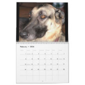 DER DEUTSCHE SHEPHERDCALENDAR KALENDER (Feb 2026)