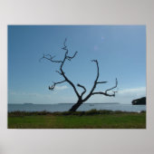 Der Dichterbaum Poster (Vorne)