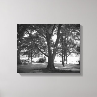 Der Dillard-Baum Leinwanddruck