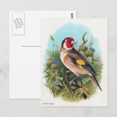 Der Distelfink Postkarte (Vorne/Hinten)