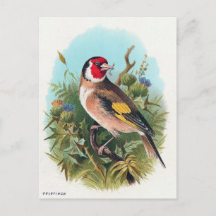 Der Distelfink Postkarte