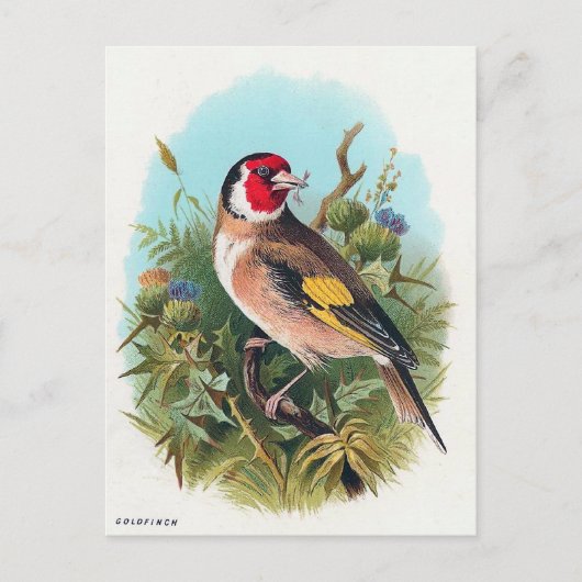 Der Distelfink Postkarte (Vorderseite)