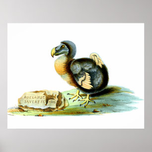 Der Dodo Poster