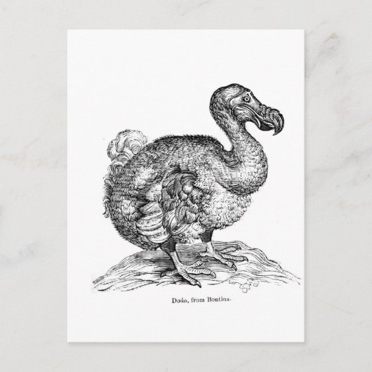 Der Dodo Postkarte (Vorderseite)