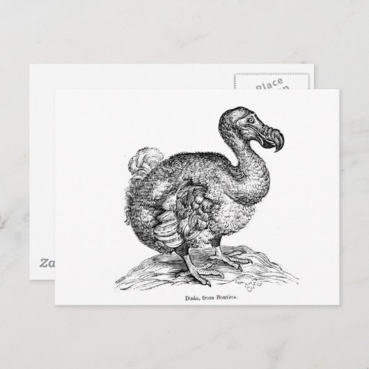 Der Dodo Postkarte (Vorne/Hinten)