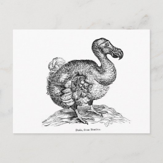 Der Dodo Postkarte (Vorderseite)