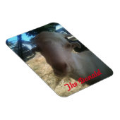 Der Donald Magnet (Rechte Seite)