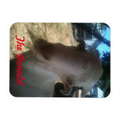 Der Donald Magnet (Horizontal)