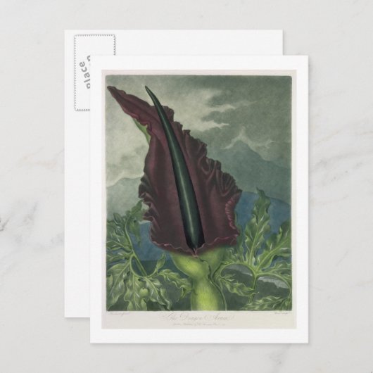 Der Drache Arum, graviert von Ward, aus "Der Tempe Postkarte (Vorne/Hinten)