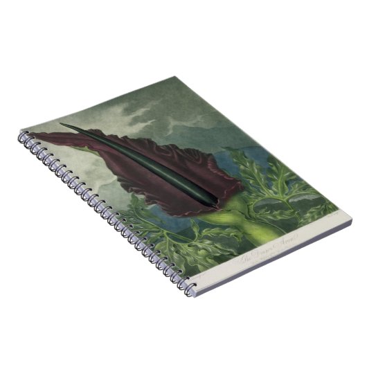 Der DracheArum, graviert durch Bezirk, 'vom Templ Notizblock (Rechte Seite)