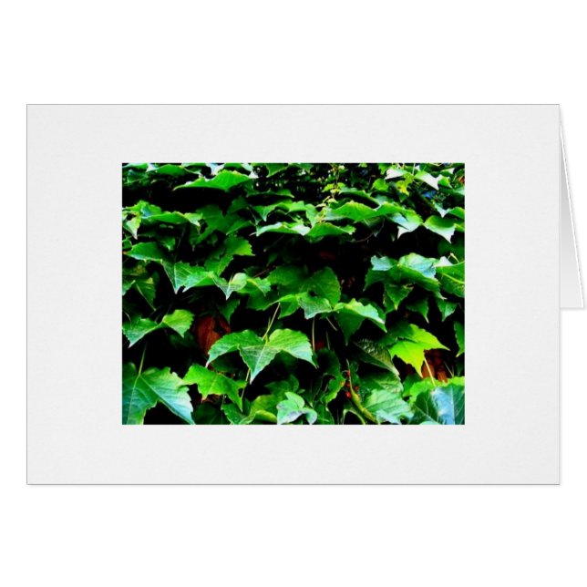 Der Efeu. Wrigley fangen auf (Vorderseite (Horizontal))