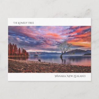 Der einsame Baum - Wanaka, Neuseeland Postkarte