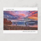 Der einsame Baum - Wanaka, Neuseeland Postkarte (Vorderseite)