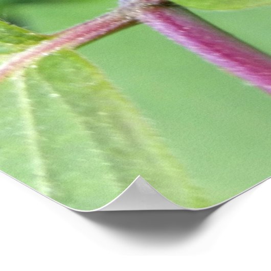 der einsame Ladybug Poster (Ecke)