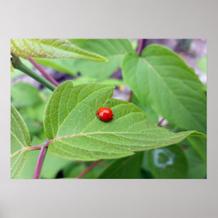 der einsame Ladybug Poster