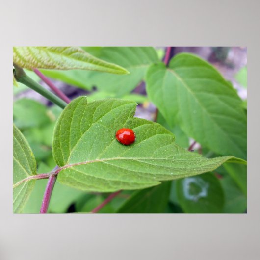 der einsame Ladybug Poster (Vorne)