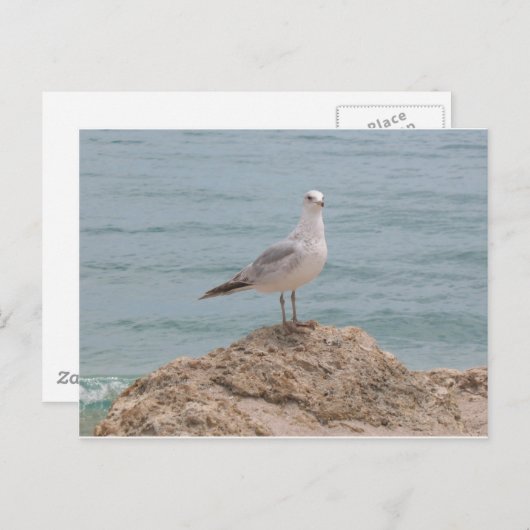 Der einsame Seagull (2134) Postkarte (Vorne/Hinten)