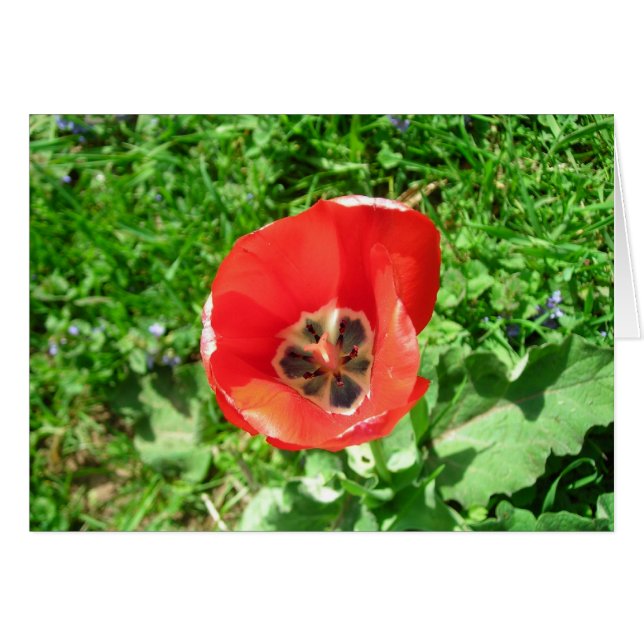 Der einsame Tulip (Vorderseite (Horizontal))