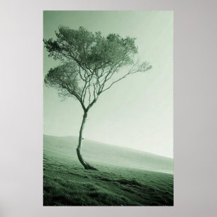 Der einsame Wächter: Ein windgepeitschter Baum Poster