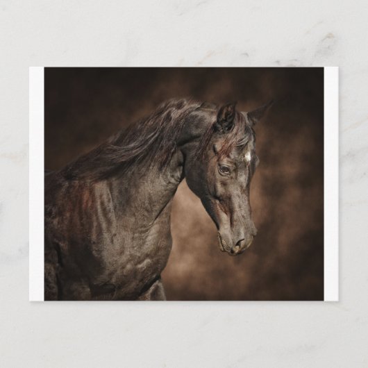 Der einzige Hengst Postkarte (Vorderseite)