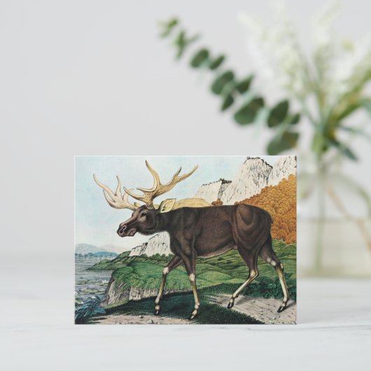 Der Elch oder der Elch (1886) Postkarte (Stehend Vorderseite)