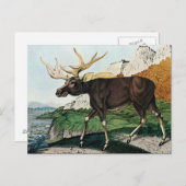 Der Elch oder der Elch (1886) Postkarte (Vorne/Hinten)