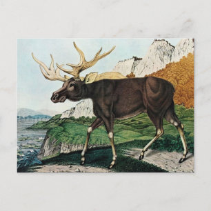 Der Elch oder The Elk (1886) Postkarte