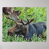 Der Elch Poster (Vorne)