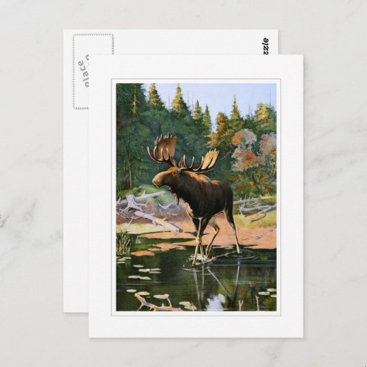 Der Elch Postkarte (Vorne/Hinten)