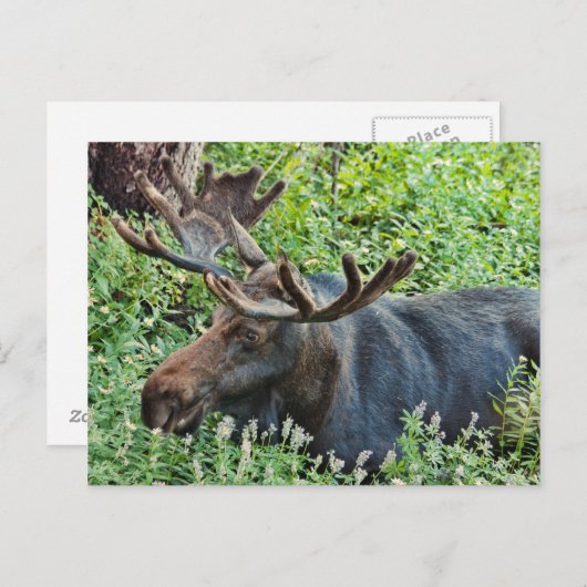 Der Elch Postkarte (Vorne/Hinten)