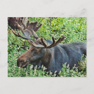 Der Elch Postkarte