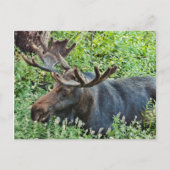 Der Elch Postkarte (Vorderseite)