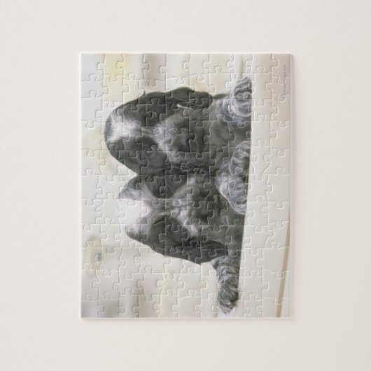 Der englische Cocker Spaniel ist eine Hunderasse. Puzzle (Vertikal)