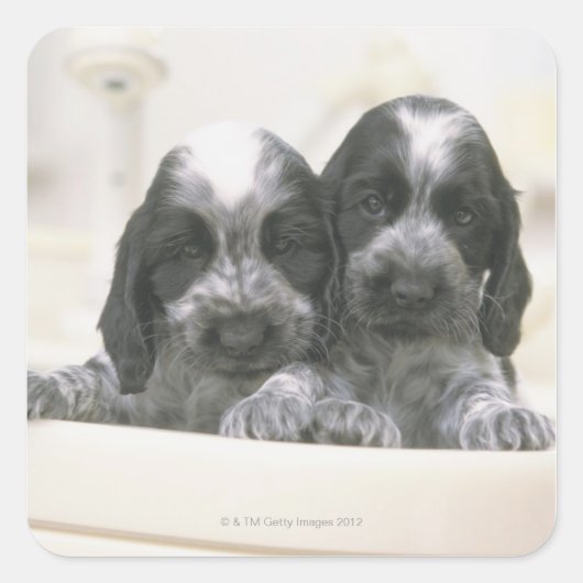 Der englische Cocker Spaniel ist eine Hunderasse. Quadratischer Aufkleber (Vorderseite)