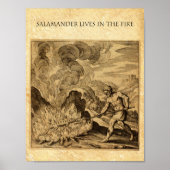 DER ERGEBNISSE-FEUERSALAMANDER POSTER (Vorne)