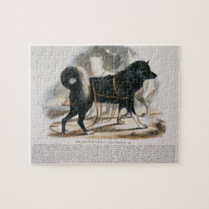 Der Esquimaux Hund (Canis familiaris) Puzzle