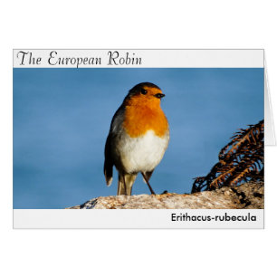 Der europäische Robin