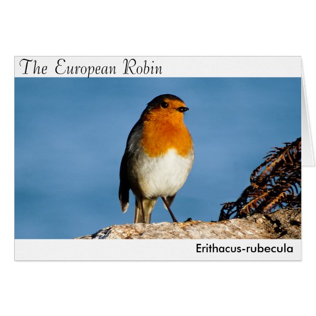 Der europäische Robin (Vorderseite (Horizontal))