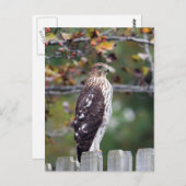 Der Falke des Fassbinders Postkarte (Vorne/Hinten)