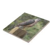 Der Falke-Fliese des Fassbinders Fliese (Seite)