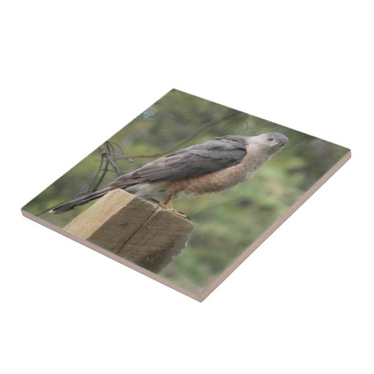 Der Falke-Fliese des Fassbinders Fliese (Seite)