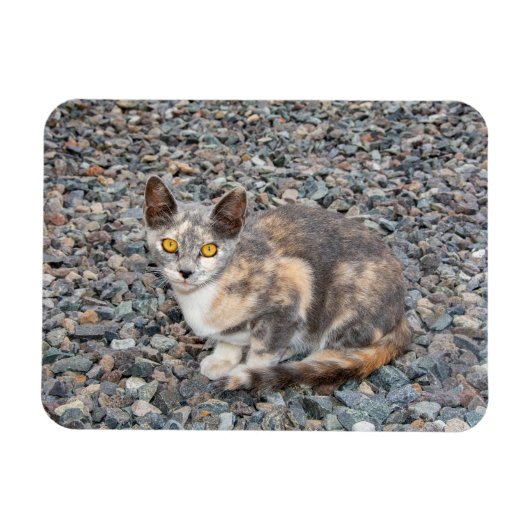 Der Fall Cat Pillow Magnet (Horizontal)