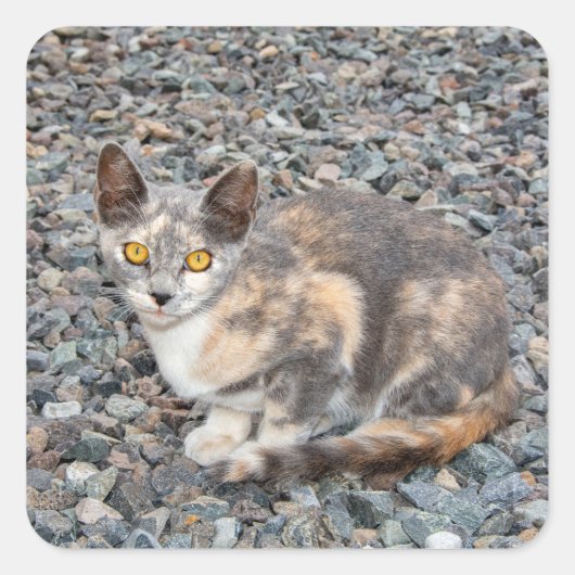 Der Fall Cat Pillow Quadratischer Aufkleber (Vorderseite)