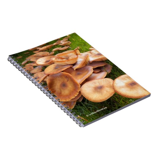 Der Fall der Pilze Notizblock (Rechte Seite)