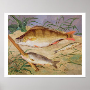Der Fang eines Anglers der groben Fische (Öl auf Poster