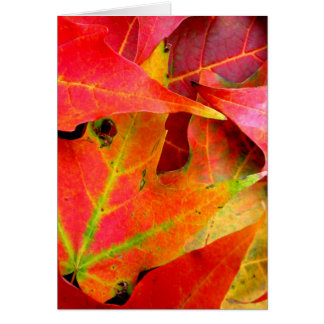 Der farbenfrohe Herbst lässt nach.